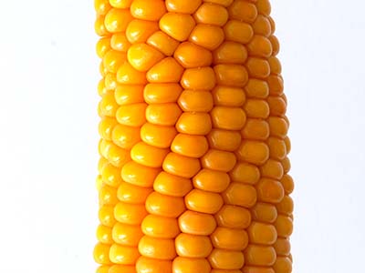 Maiskolben Mood Image